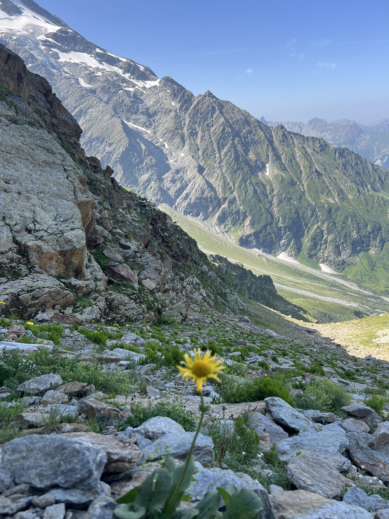 Fleur de doronic dans un pierrier d'altitude